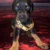 Doberman male Ready to go oct 16