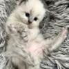 Purrdoll kittens Ragdoll cross in blue point and bicolor kittens