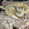 Ball pythons Blue eyed Lucy, Albino, Bamboo