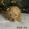 F3 Golden Doodle Puppies
