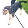 Male Beagle Puppy For Rehoming