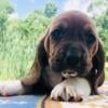 AKC Basset Hound Puppies