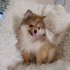 Handsome Pomeranian Male - Baybo - Ready for Fur-ever Home