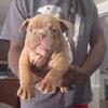 Exotic male bully pup fire bloodline