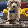 Mini Goldendoodle