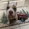 American bully with papers