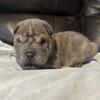  Chinese Shar-pei