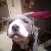 Your New Pet Baby is Waiting for You! 313-205-5016, 313-214-0435