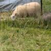 Icey Cheviot lambs - 2 ewes(Ready to go)