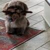 Beautiful imperial chocolate Shih Tzu male 5 month old puppy utd on shots very sweet beautiful soft coat house train