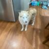 Unique 3-Year-Old Husky – Rare Two-Toned Eye, Friendly & Energetic