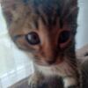 Savannah Kitten 10 weeks female  and male 300.00