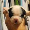 BOSTON TERRIER PUPS
