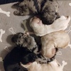 ckc cocker spaniel puppies