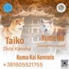 Akita-Inu males and females