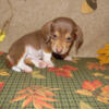 AKC Miniature Isabella and Cream Smooth Coat Piebald Boy