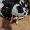 TWO AKC Westminster/ show line female BOSTON TERRIER