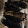 German Shepherd Puppies