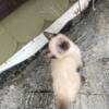 Seal point Siamese kittens 2 males 2 females