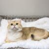 Niko golden British shorthair male cat