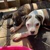American Bulldog Bully hybrid