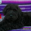 Miniature Schnauzer Puppies AKC -   Gorgeous Royally Bred Babies