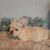Frenchie female puppy