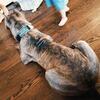 Male cane corso stud 