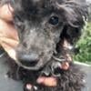 MINIATURE POODLE PUPPIES LOOKING FOR NEW ADVENTURES IS IT YOU?