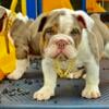 AKC Registered LILAC TRI English Bulldog Puppies