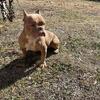 Merle micro bullies
