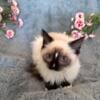 Sealpoint Ragdoll Male and Female Litter