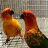 Red factor Sun Conures