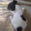 Female jack Russell