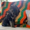 Goldendoodles puppies for rehoming