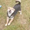  Shiba inu puppies  ! All ages and colors ! 