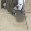 English Bulldog pup