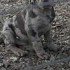 Beautiful Labrahula Puppies