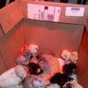 Silkie mix chicks and quail