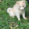 Pomsky  puppies