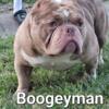 Boogeyman *Snupe Devil bred to a Big Twix daughter son for stud