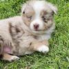 SOLD - Red Merle Male Toy size