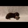 Chocolate piebald female dachshund puppy