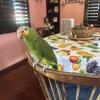 Parrot for sale, Red-Lored Amazon