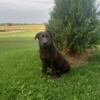 Poppy, a beautiful  black shepherd