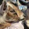 Nigerian Dwarf Doe, Wether - Illinois