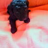 Mini Goldendoodles