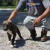 Male bandog puppy available