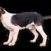 Champion sired AKC registered male hunting Beagles 1.5 yrs old