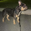 Open for Stud-  Blue Tri American Pocket Bully  - $350
